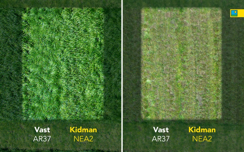 Persistence in NEA endophytes - Kidman NEA2 Vs Vast AR37