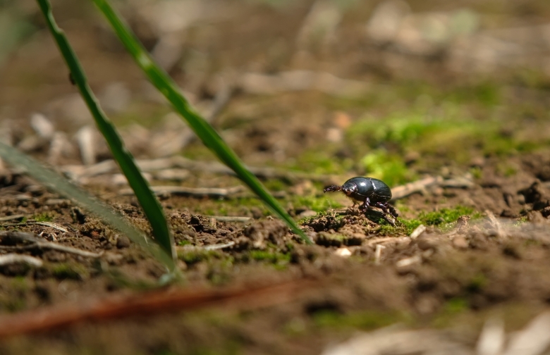 African black beetle in trial at Ellinbank