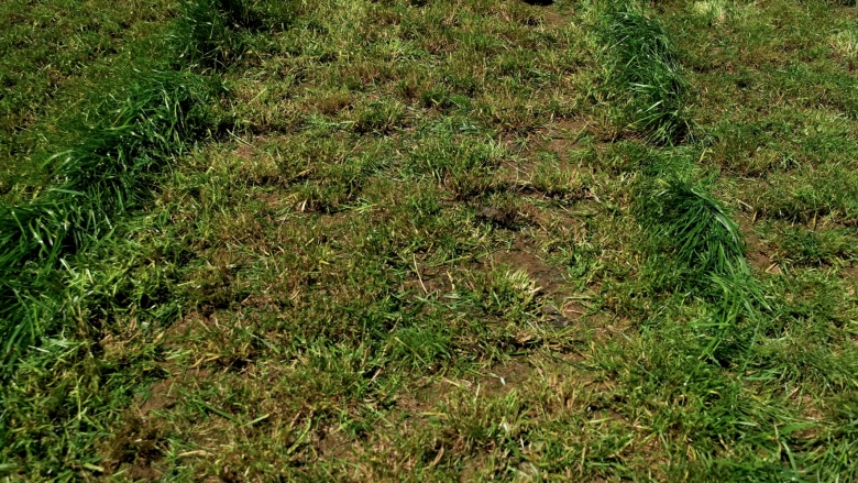 Kidman close up - Endophyte trial