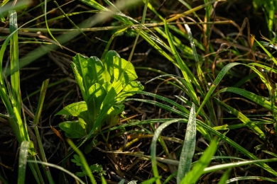 Small chicory plant growing in tropical pasture