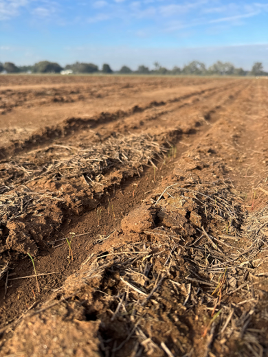 Ryegrass