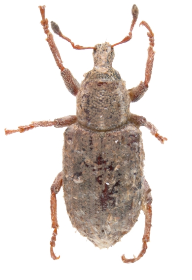 argentine-stem-weevil