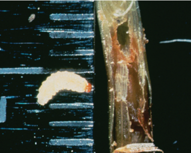 argitine stem weevel larvae