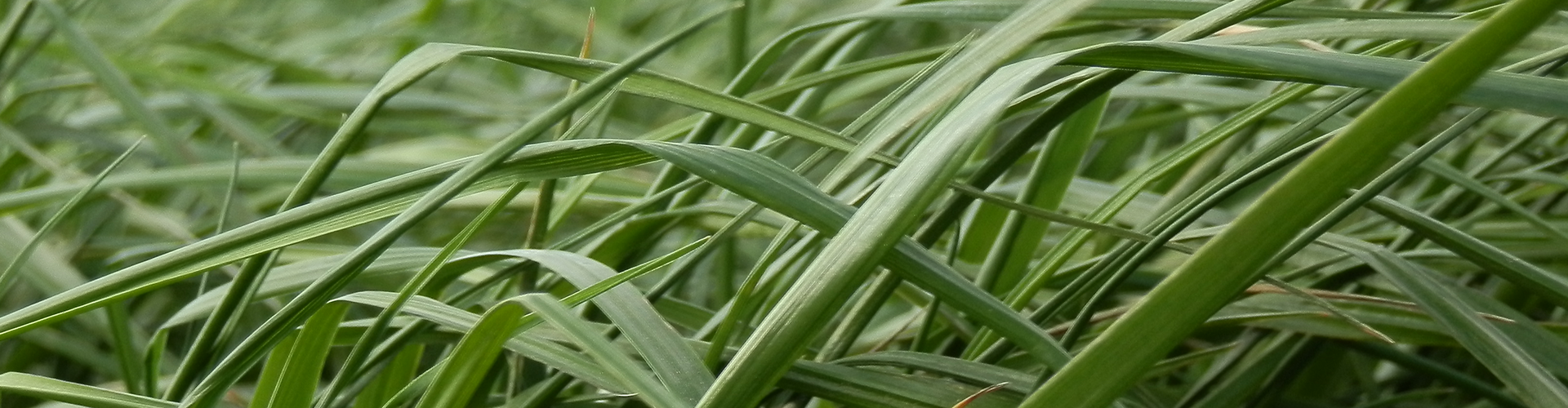 Grassmax