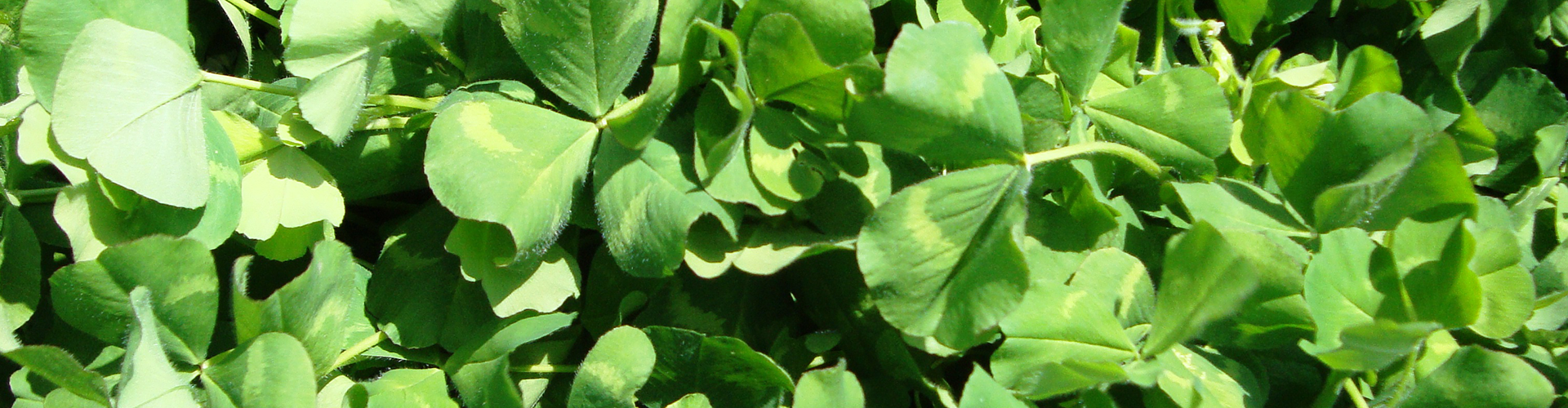 Mintaro