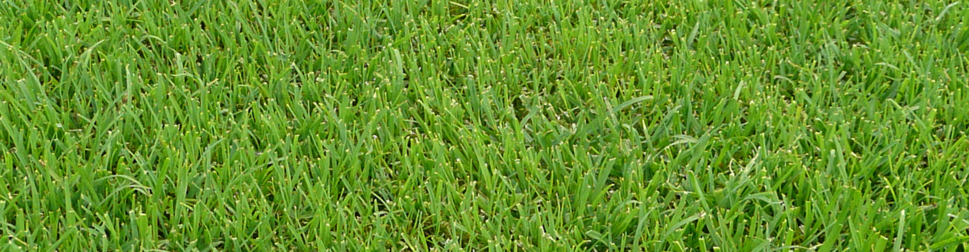 C4 lawn