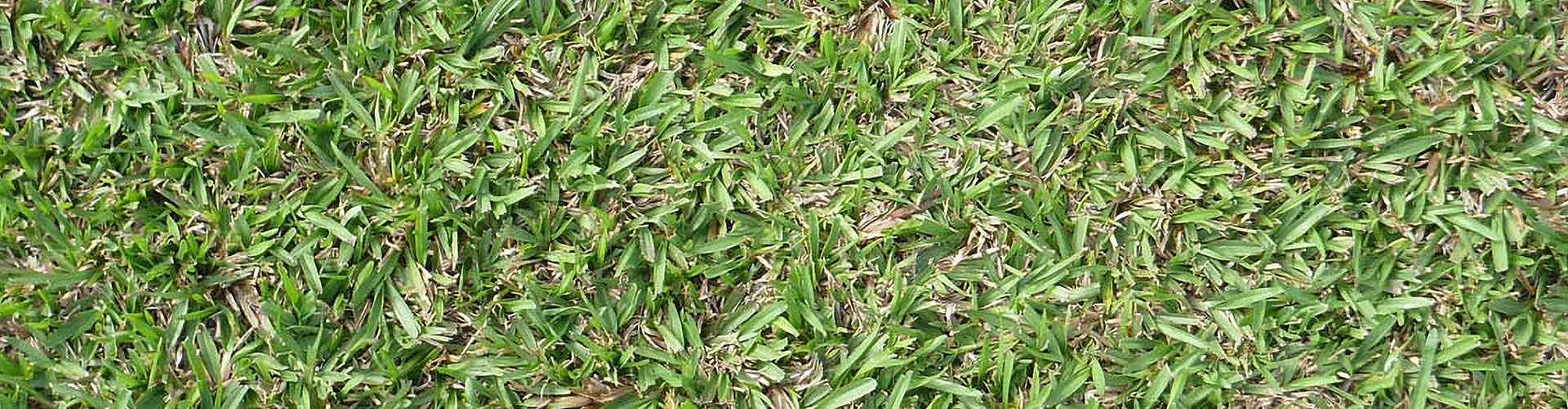 Carpet grass