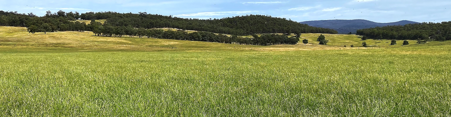 kidman