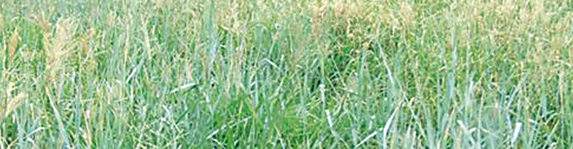 Meatmaster Prime Pasture