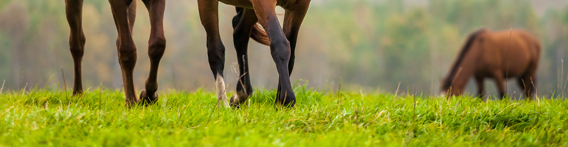 Equine