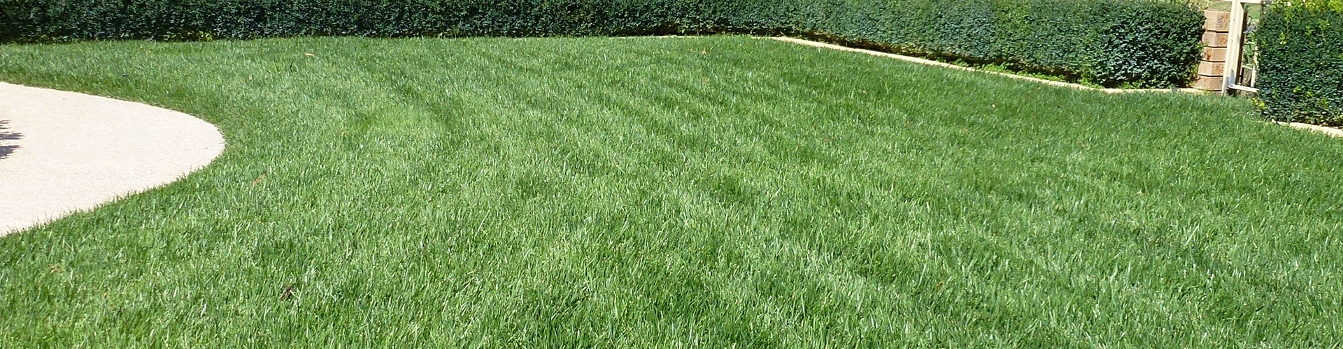 Turf