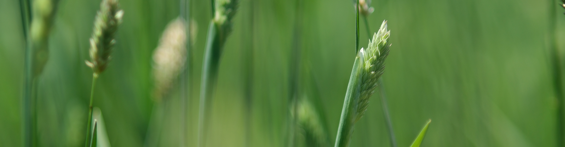 phalaris