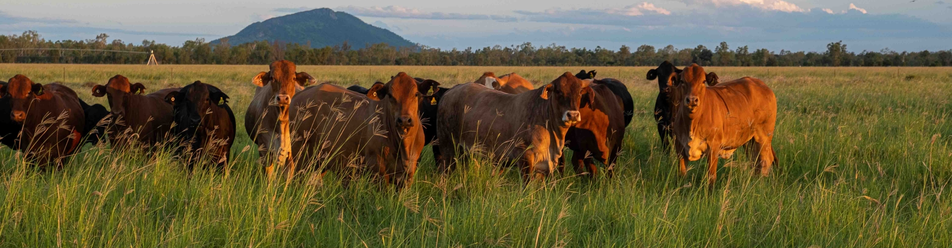 Cattle grazing grass at sunset