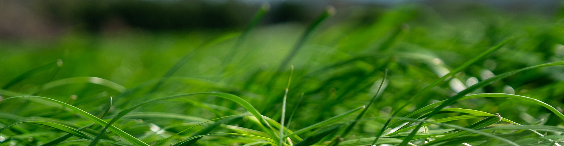 Ryegrass