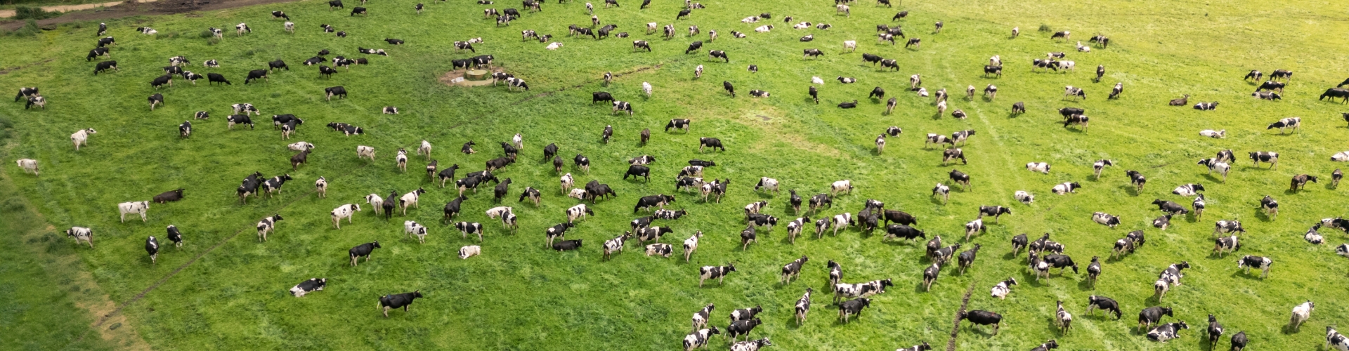Dairy cows on Maxsyn NEA ryegrass