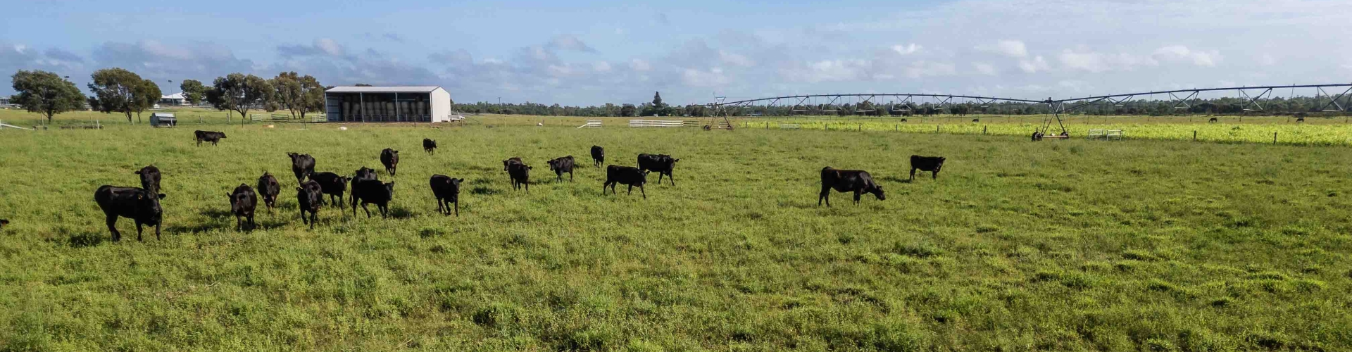 Cattle grazing on Barenbrug Meatmaster Prime Pasture Mix
