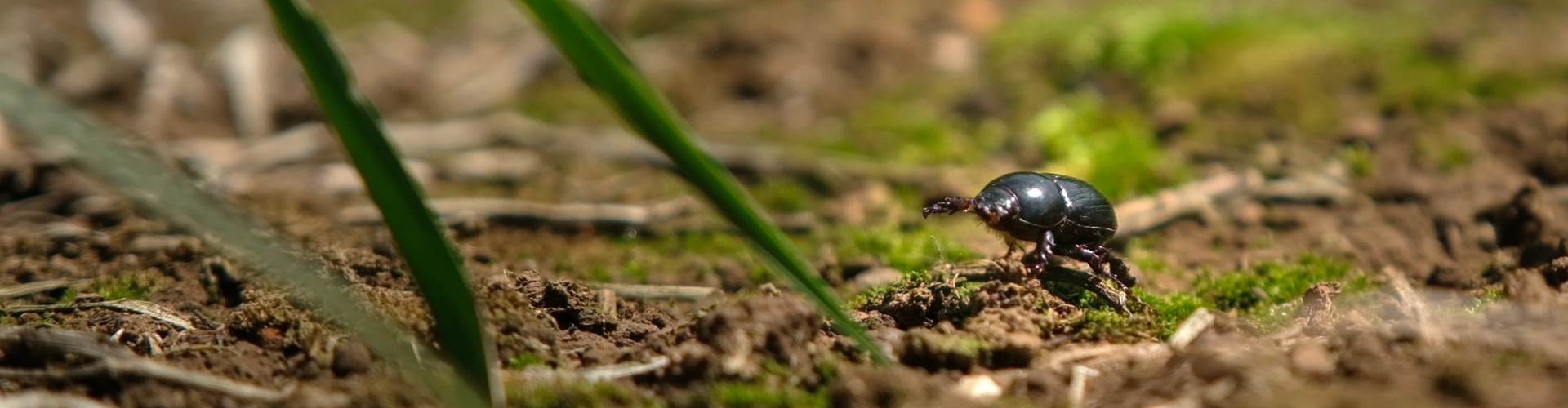 african black bettle walking through ryegrass