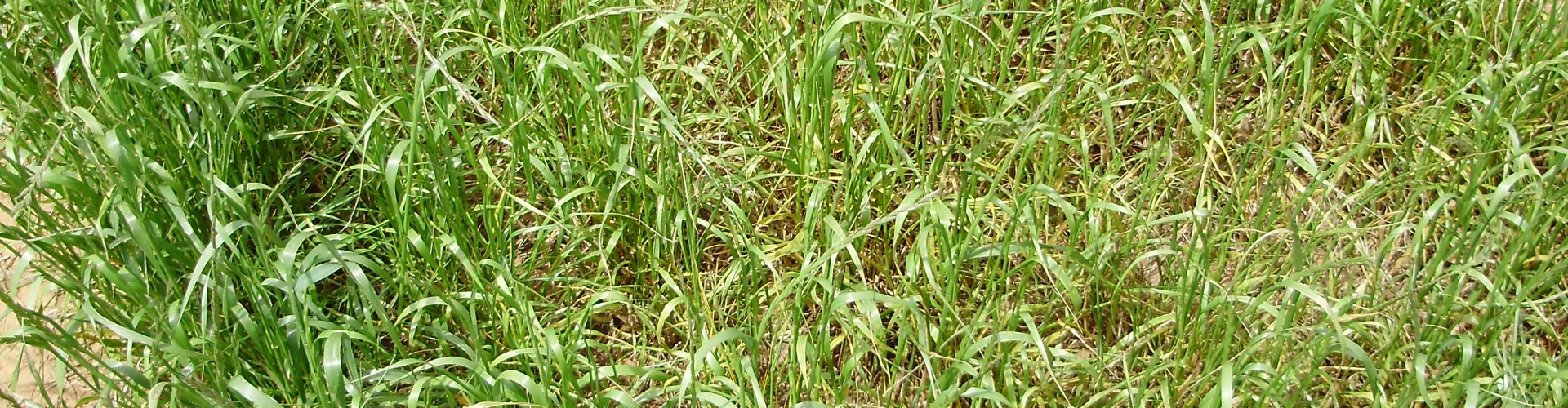 rust on ryegrass