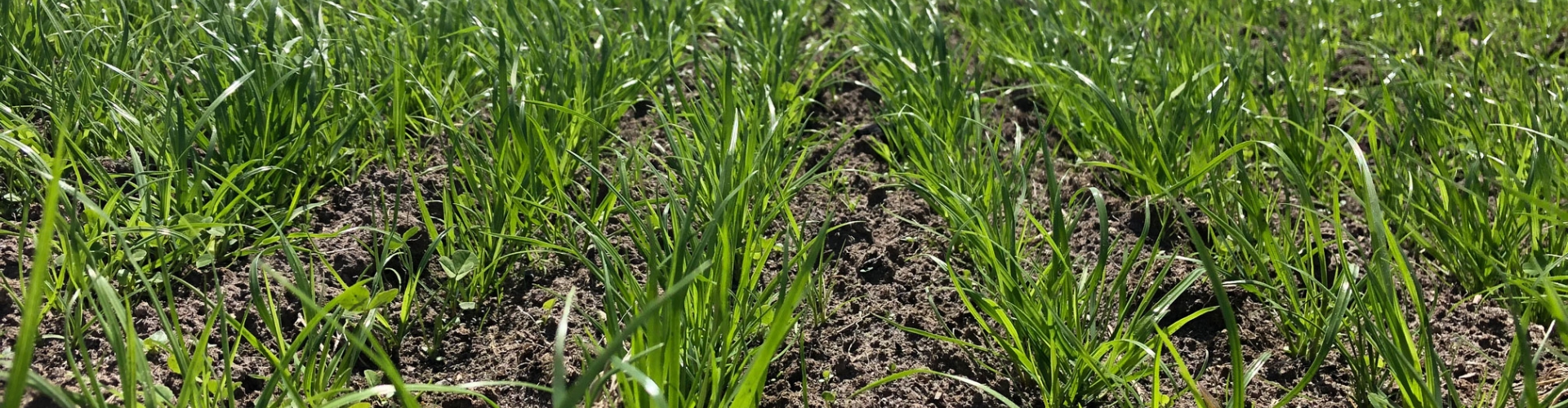 Pasture establishment ryegrass + white clover after fire