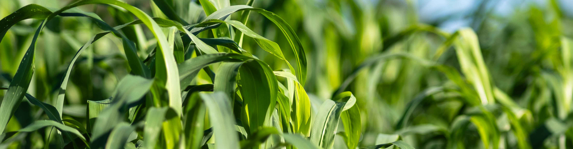 Forage sorghum