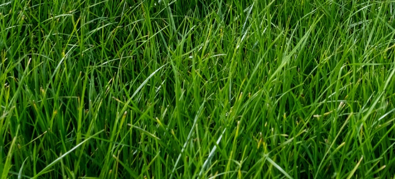 Samurye