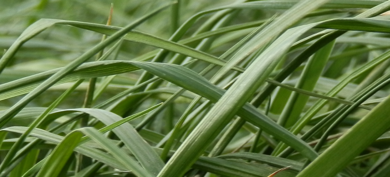 Grassmax