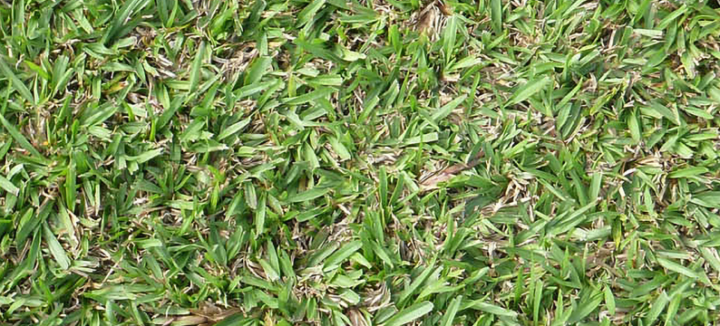 Carpet grass