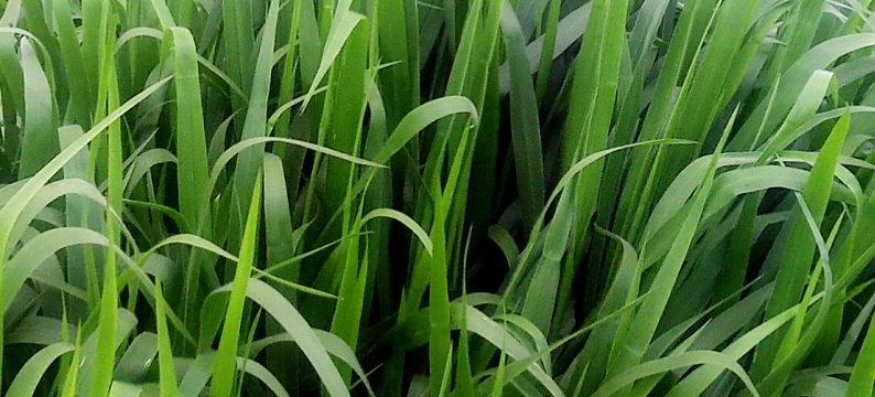 Hybrid Brachiaria
