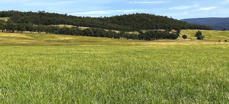 kidman