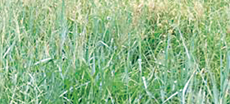 Meatmaster Prime Pasture