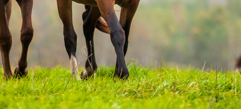 Equine