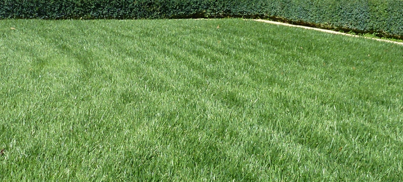 Turf