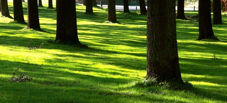 turf shade