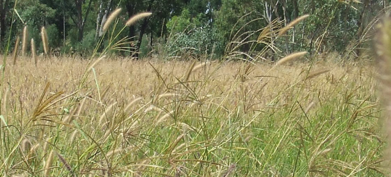 Western Heavy Soil