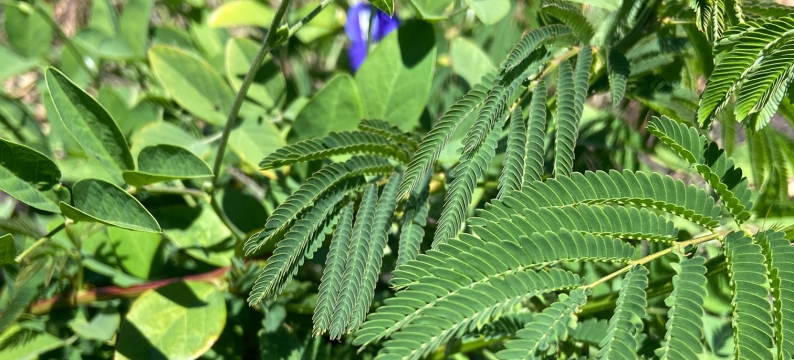 BeefBoosta tropical legume blend close up image