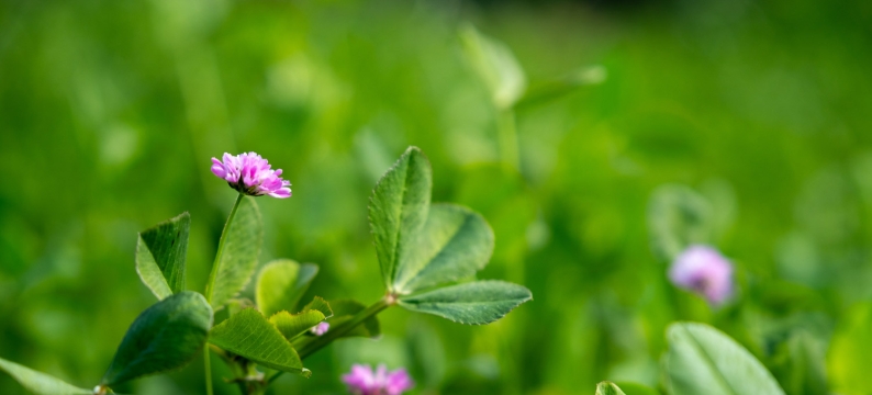 Lumen Persian clover close up in flower