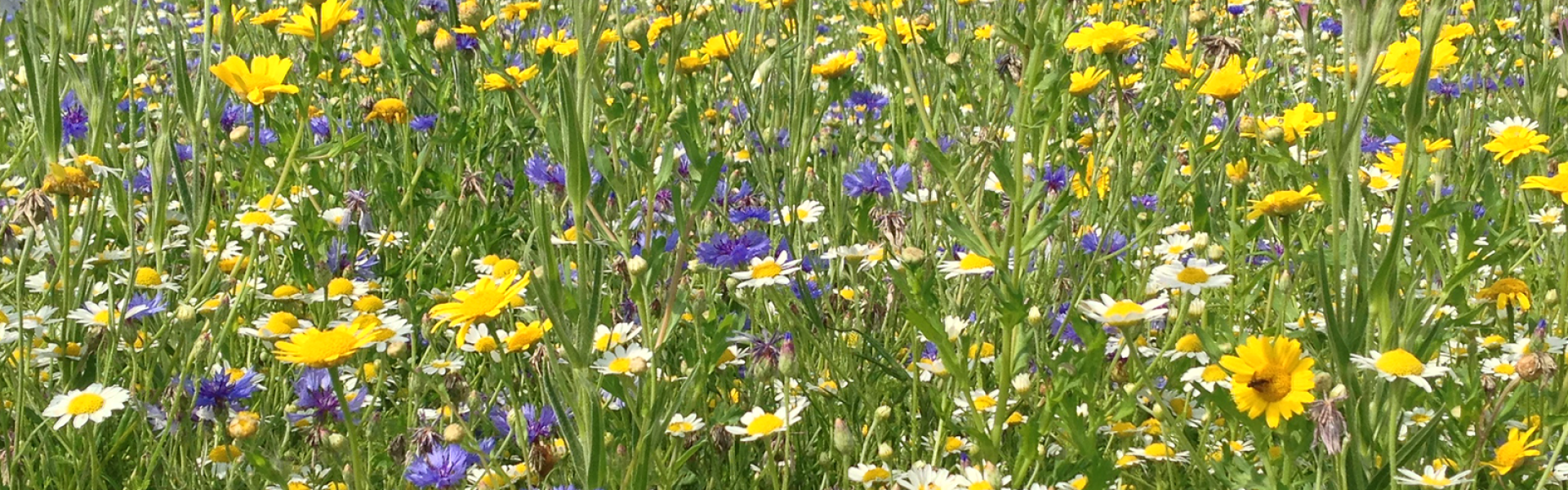 biodiverse