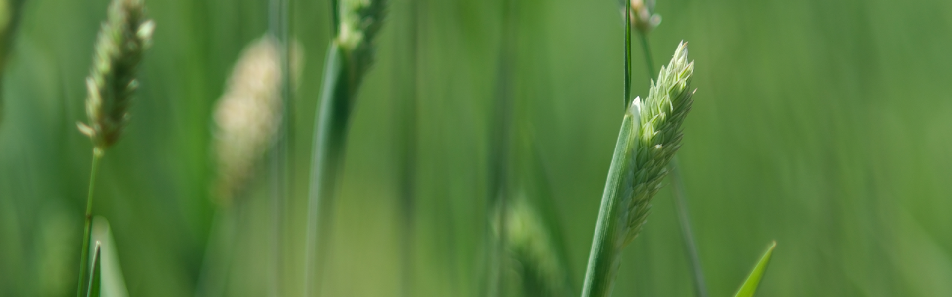 phalaris