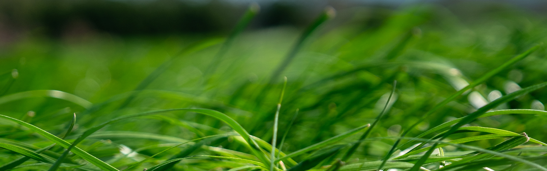 Ryegrass