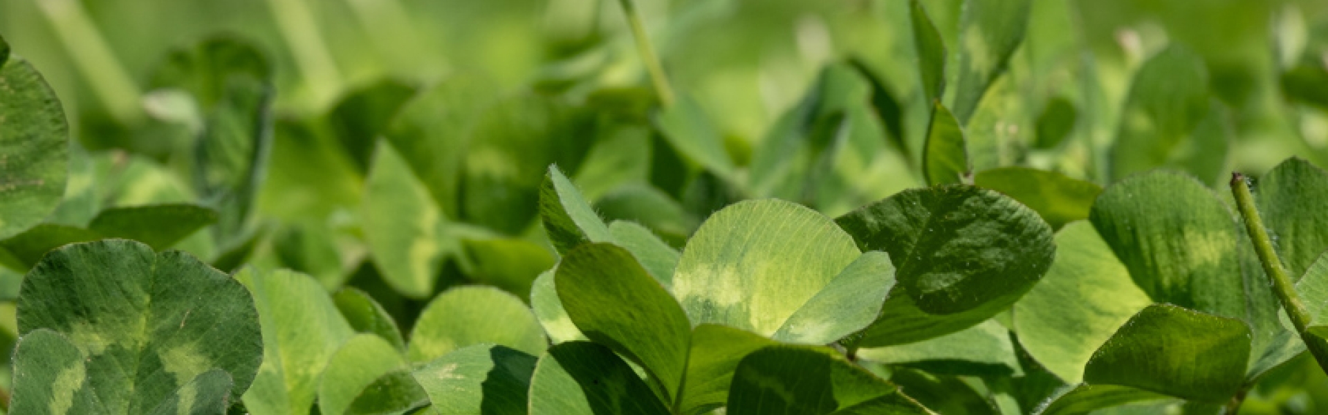 sub clover